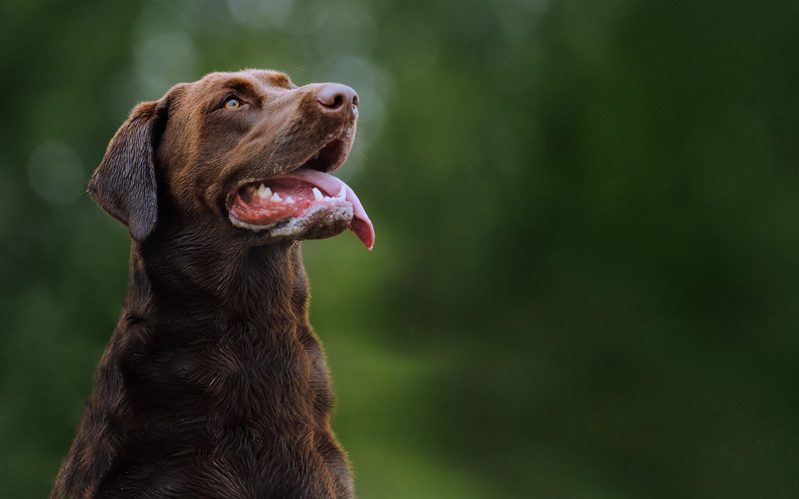LaVet - prevenție și îngrijire